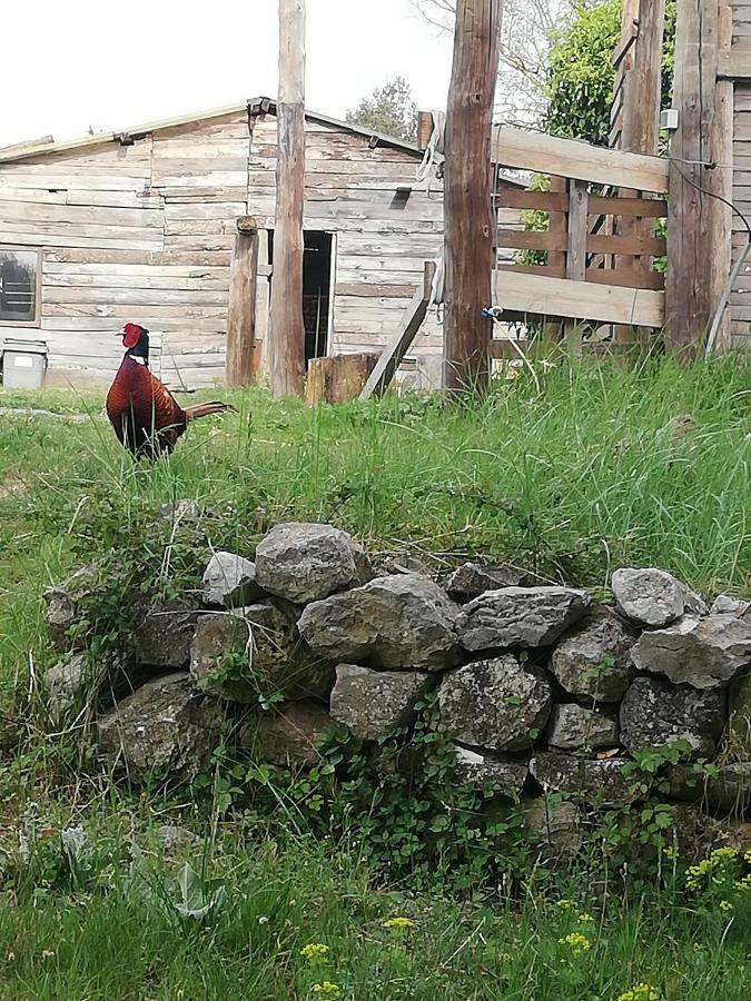 Gîtes Gard Nature Et Piscine Russan Exterior foto